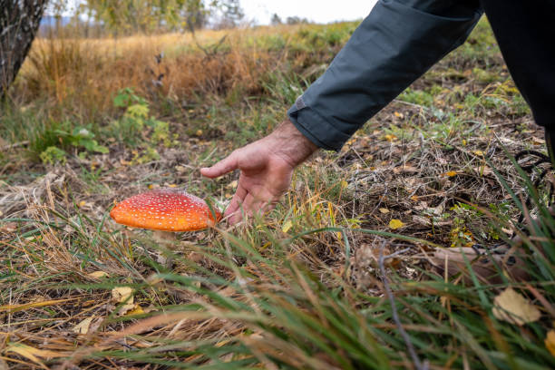 Danger of picking poisonous mushrooms