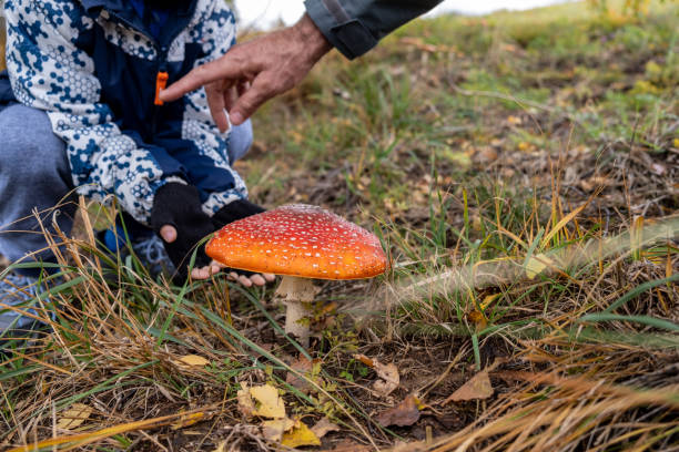 istock Danger of picking poisonous mushrooms 1282296733