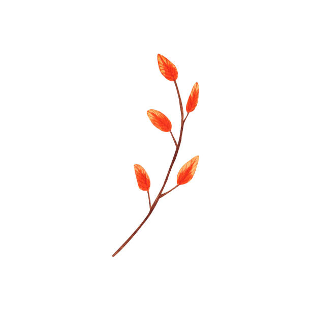 istock Watercolor hand-drawn autumn orange branch with leaves isolated on white background. Art creative nature object illustration 1282296894