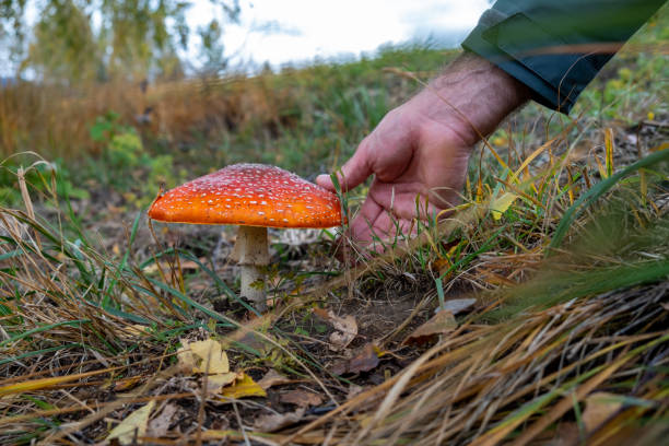 istock Danger of picking poisonous mushrooms 1282297192