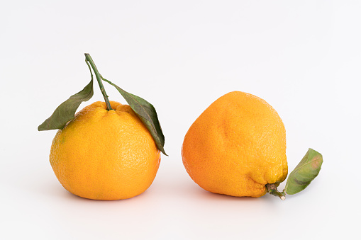 Tangerines on white background with clipping path.