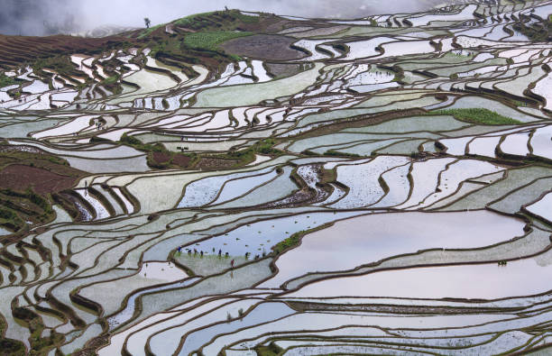 istock Terraced rice fields in Yuanyang county, Yunnan, China 1282298379