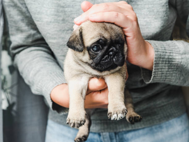 istock Lovable puppy. Day light. Concept of care pets 1282298436