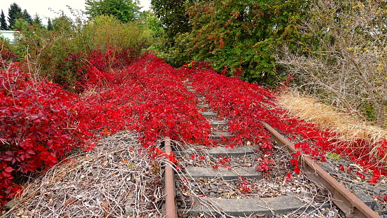 Red glowing leaves of a bush and other vegetation overgrow disused railway tracks; reconquered by nature