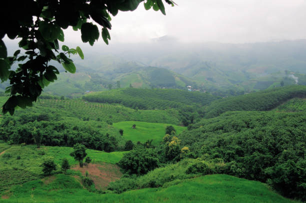 istock Agriculture field on asian mountain 1282299489