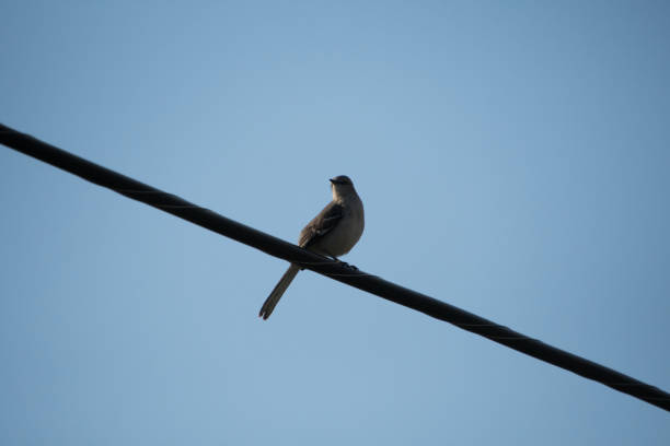 istock Bird on Power Wire in Silhouette 1282299786