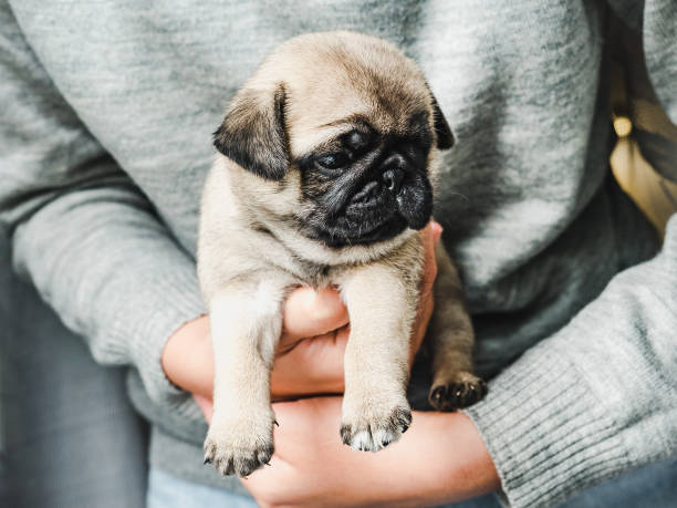 istock Lovable puppy. Day light. Concept of care pets 1282300002