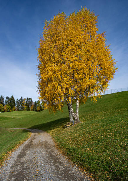 beautiful fall colors near Feldkirch, Austria.