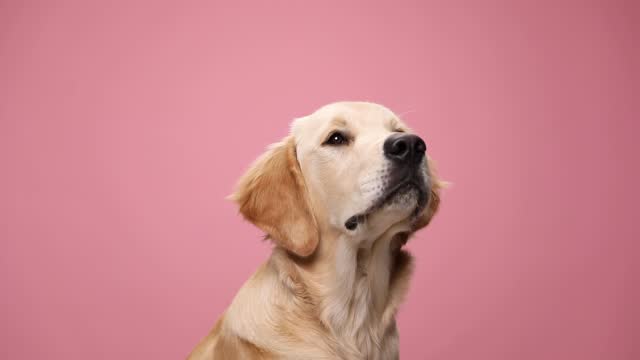 side view of adorable golden retriever puppy looking up, sticking out tongue, craving and licking nose, looking to side and waiting for food on pink background in studio