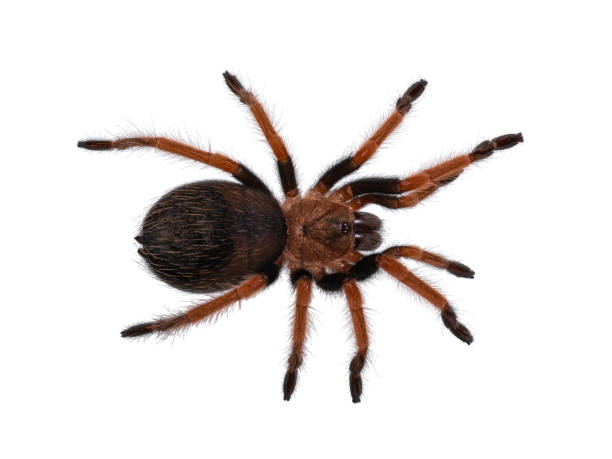 istock Brachypelma boehmei tarantula spider on white 1282301759
