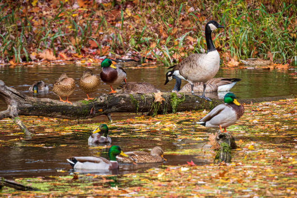 Several mallard ducks and Canada geese swim, rest, and stand on fallen logs in water.