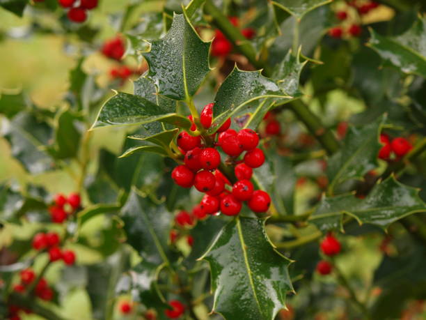 istock Holly Leaves and berries 1282303026