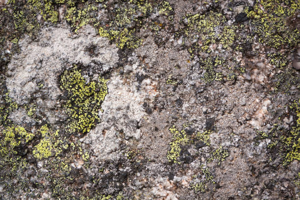 istock Abstract background, stone and moss texture. Yellow and gray color isolated background 1282303115