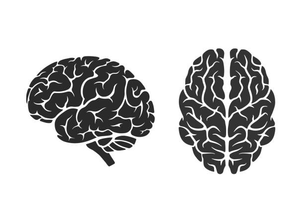 brain icons. side and top view. mind, intelligence, psychology and neurology symbol vector art illustration