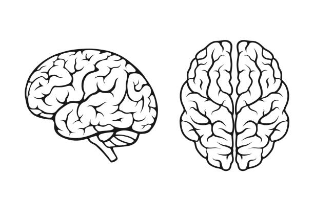 인간의 두뇌 아이콘 세트. 측면 및 상단 보기. 마음, sychology 및 신경학 기호 - 사람 뇌 일러스트 stock illustrations