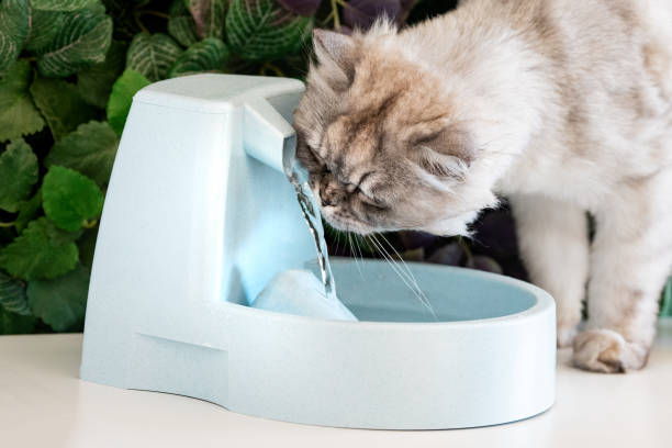 Gray cat drinks clean water from water dispenser. Cat water fountain. Pet thirst. Dehydration in a cat. Gray cat drinks clean water from water dispenser. Cat water fountain. Pet thirst. Dehydration in a cat. High quality photo paw licking domestic animals stock pictures, royalty-free photos & images