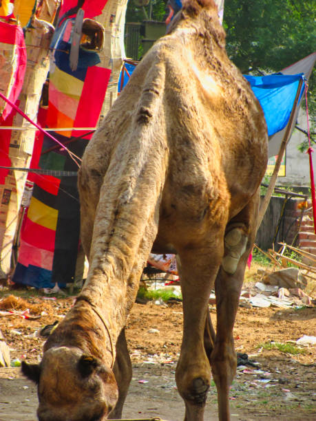 istock Picture of a camel 1282305993
