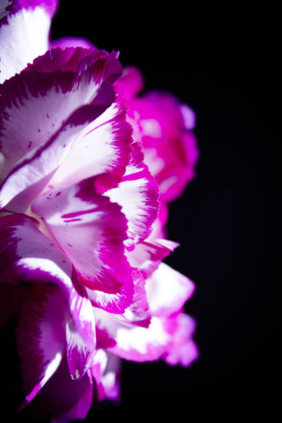 istock Carnation flower in white and pink color. Black background 1282306058
