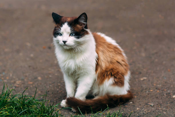 istock Homeless grimy white cat. A beautiful cat with blue eyes. 1282309143