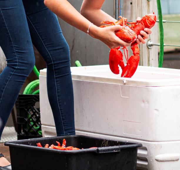 istock Waitress picking our steamed lobsters for customers 1282309179