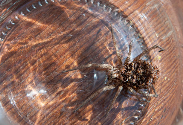 istock mother spider with loads of babies on it 1282309291