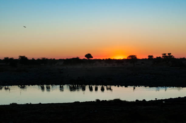 istock Reflections of Burchells zebras at sunset 1282310226