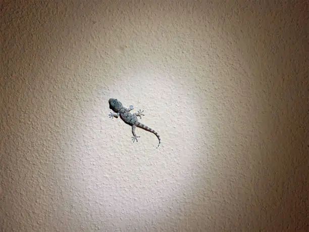 Spotlight (torchlight) at night on a gecko climbing  a wall