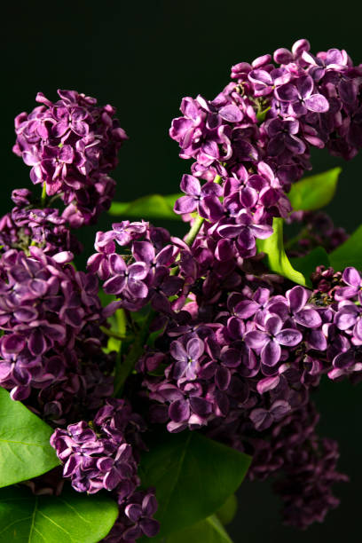 istock Lilac flowers on the table, black dark background 1282311807