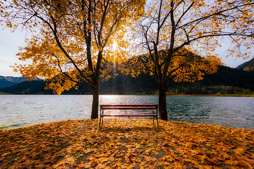 lonely bench by a lake between two autumn trees and orange leaves on the ground in austria