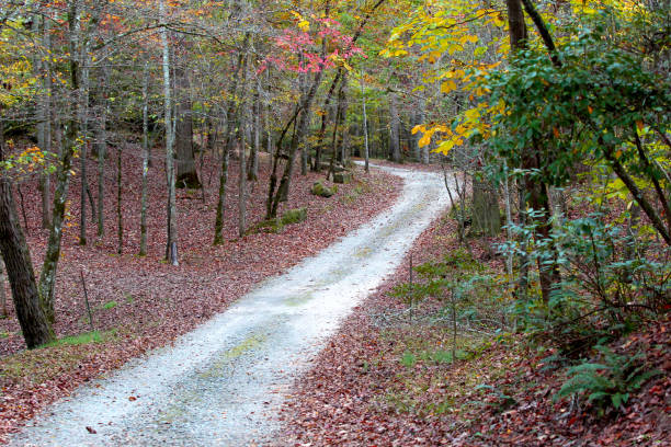 A country road is seen in Autumn in this photo.  The bright colors of the foliage can be seen.  The sunlight filters the trees creating a soft light.
