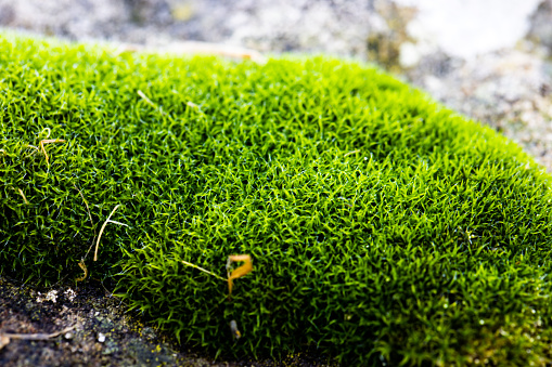 Moss closeup