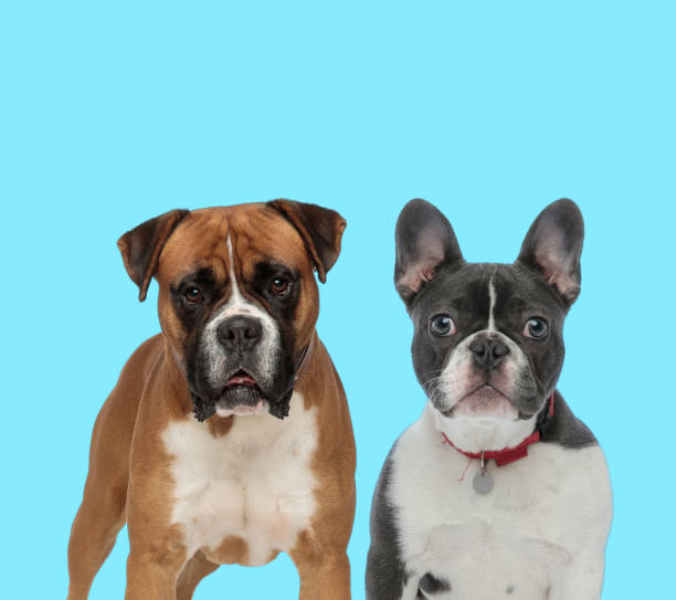 istock Dutiful Boxer and French bulldog looking forward 1282313729