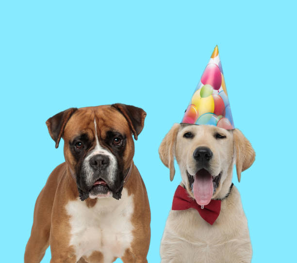 istock Dutiful Boxer looking forward and yawning Labrador Retriever wearing bowtie 1282313745