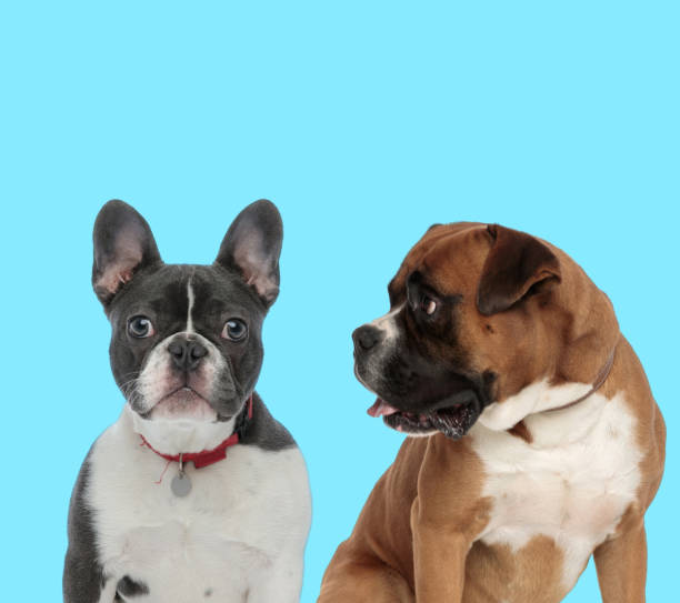 istock Dutiful French Bulldog wearing collar and Boxer looking at it 1282314101