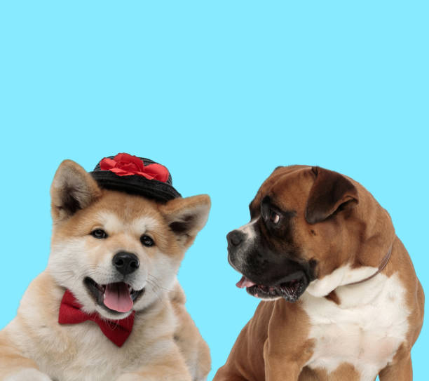 istock Akita Inu wearing hat and curious Boxer looking at it 1282314364