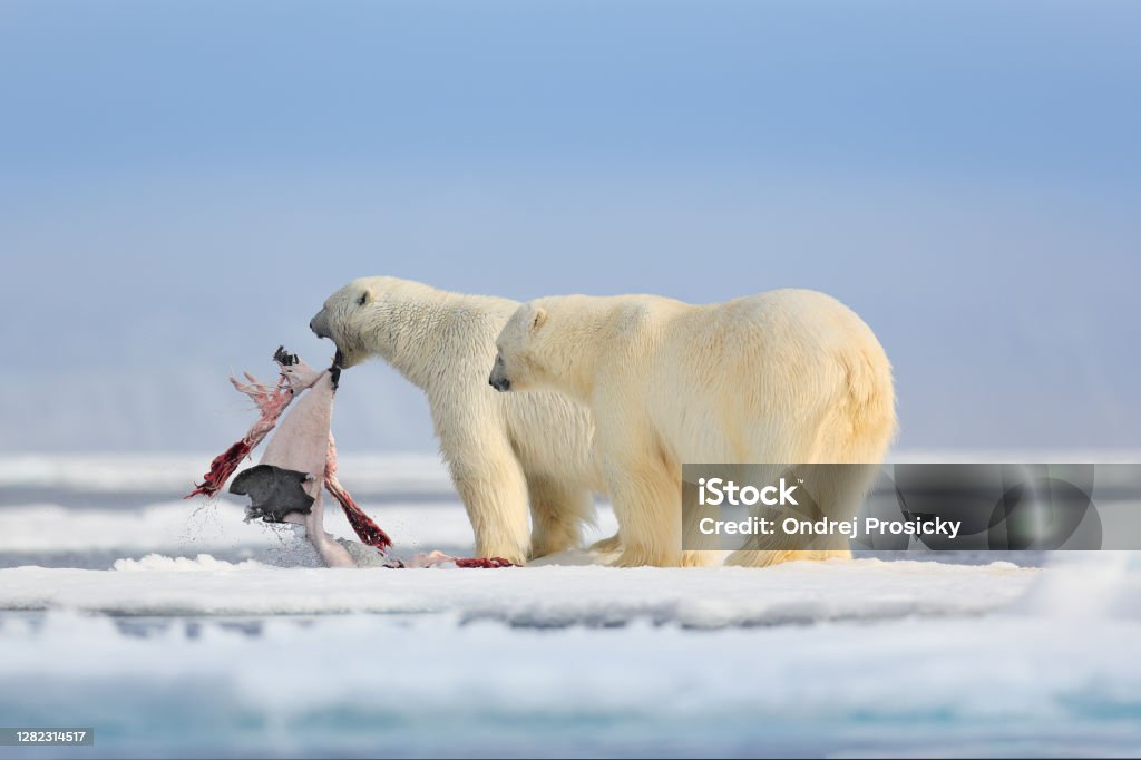 Two Polar Bears With Killed Seal White Bear Feeding On Drift Ice With Snow Manitoba Canada Bloody Nature With Big Animals Dangerous Baer With Carcass Arctic Wildlife Animal Food Behaviour Stock Photo - Two Polar Bears With Killed Seal White Bear Feeding On Drift Ice With Snow Manitoba Canada Bloody Nature With Big Animals Dangerous Baer With Carcass Arctic Wildlife Animal Food Behaviour Stock Photo -
