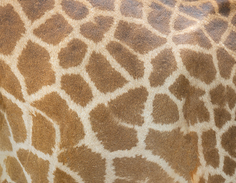 Giraffe skin pattern texture background