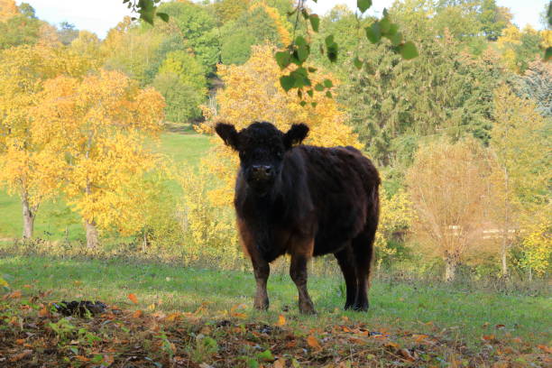 istock Black Galloway Cattles on a meadow in Germany 1282315921