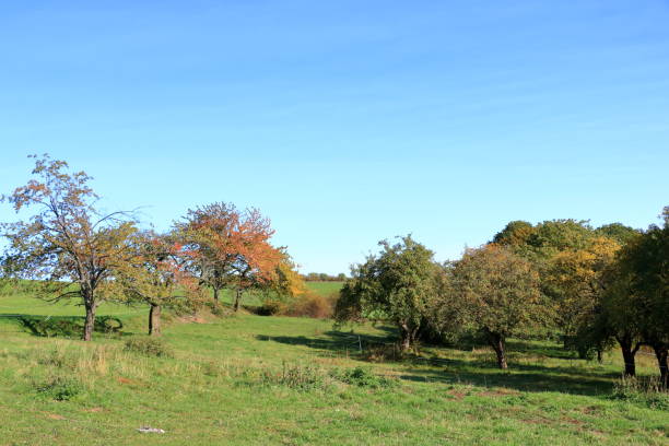 istock beautiful autumn trees in the Landscape in fall 1282316063