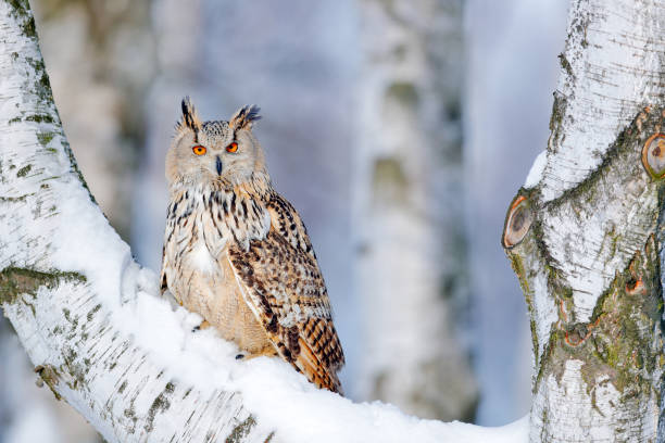 istock Winter scene with Big Eastern Siberian Eagle Owl, Bubo bubo sibiricus, sitting in the birch tree with snow in the forest. 1282316414