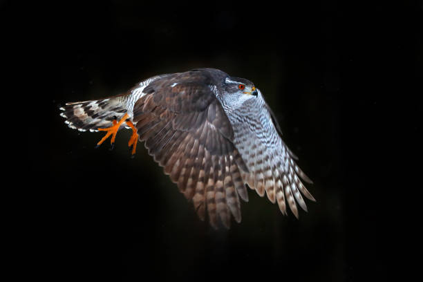 istock Goshawk flight, Germany. Northern Goshawk landing on spruce tree during winter with snow. Wildlife scene from winter nature. Bird of prey in the forest habitat. 1282316420