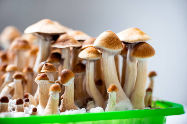 волшебные психоделические грибы psilocybe cubensis - magic mushroom psychedelic mushroom fungus стоковые фото и изображения