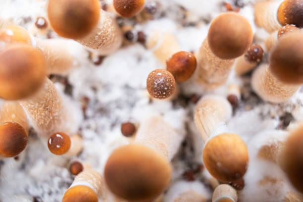 cubensis psilocybe волшебный гриб фон - magic mushroom psychedelic mushroom fungus стоковые фото и изображения