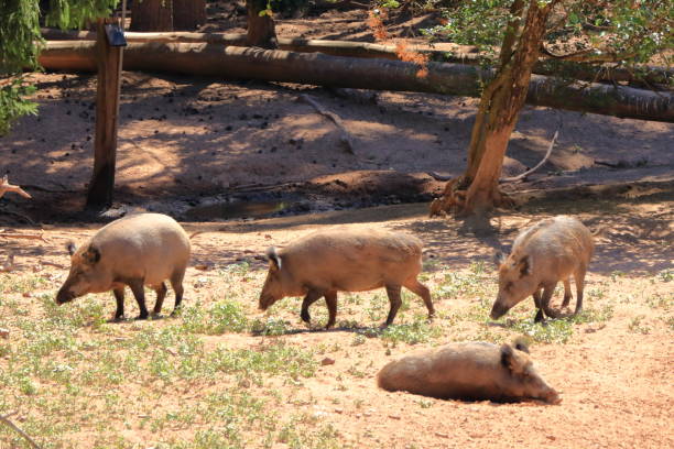 istock wild boar, sus scrofa, chilling in the wildlife Park 1282317259