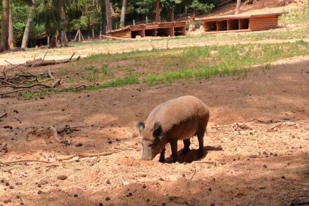 istock wild boar, sus scrofa, chilling in the wildlife Park 1282317353
