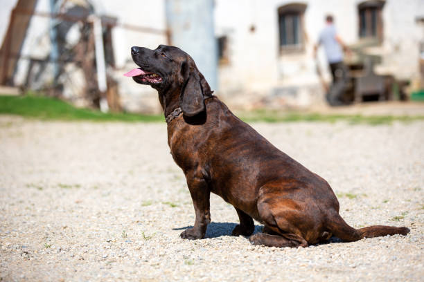 Portrait of a german shorthaired pointer dog Portrait of a german shorthaired pointer dog Hannoverscher Schweißhund stock pictures, royalty-free photos & images