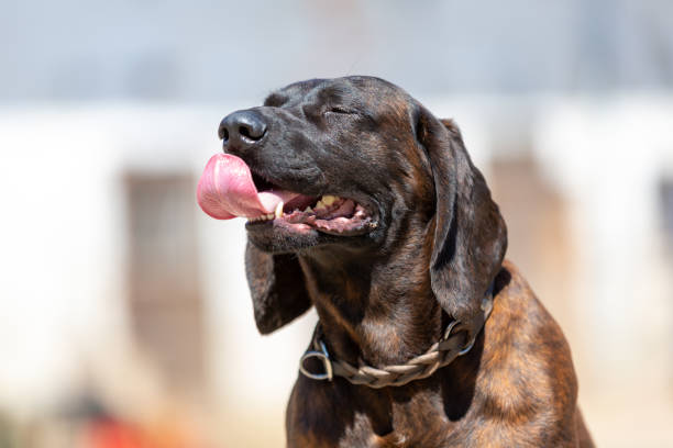 Portrait of a german shorthaired pointer dog