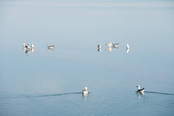 istock Birds in the clean lake, natural scenery. 1282318371