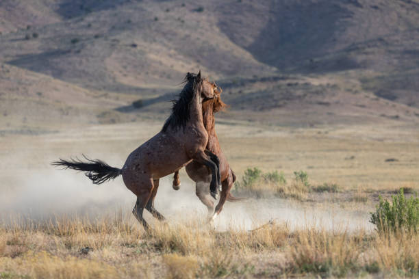 istock Wild Horse Stallions Fighting 1282318422