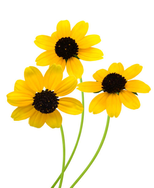 istock A blooming black eyed susan daises (rudbeckia), isolated white background 1282320161